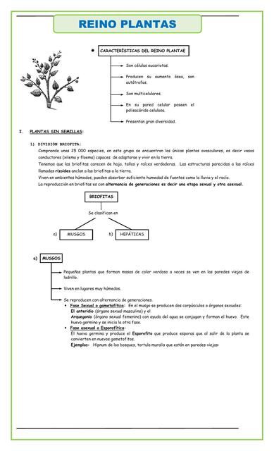 El Reino Plantae Características para Segundo 