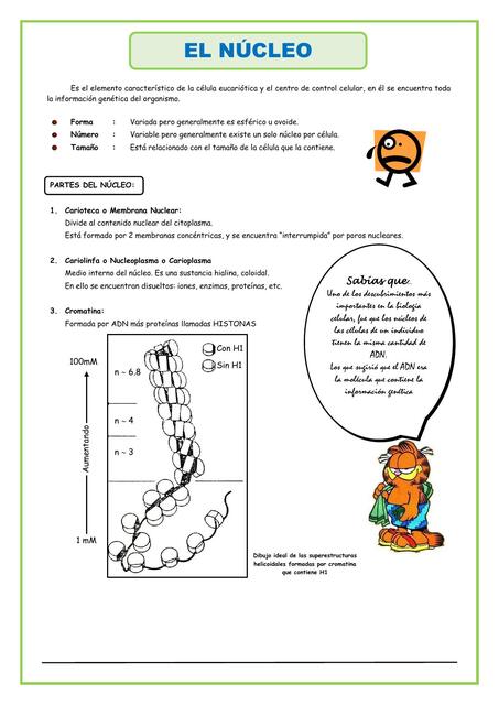 El Núcleo para Cuarto de Secundaria