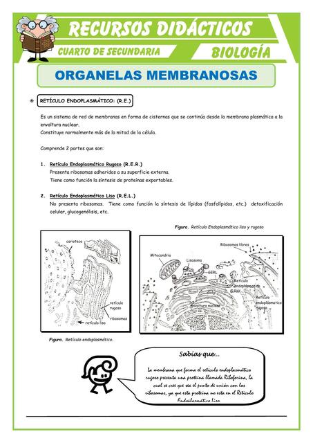 Organelos Membranosos para Cuarto de Secundaria