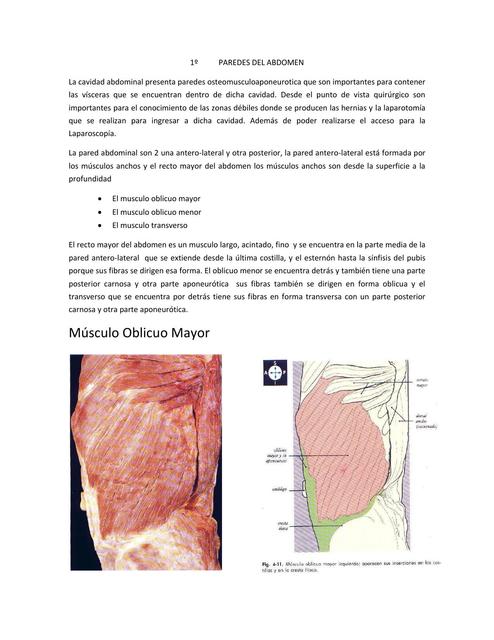 Abdomen generalidades