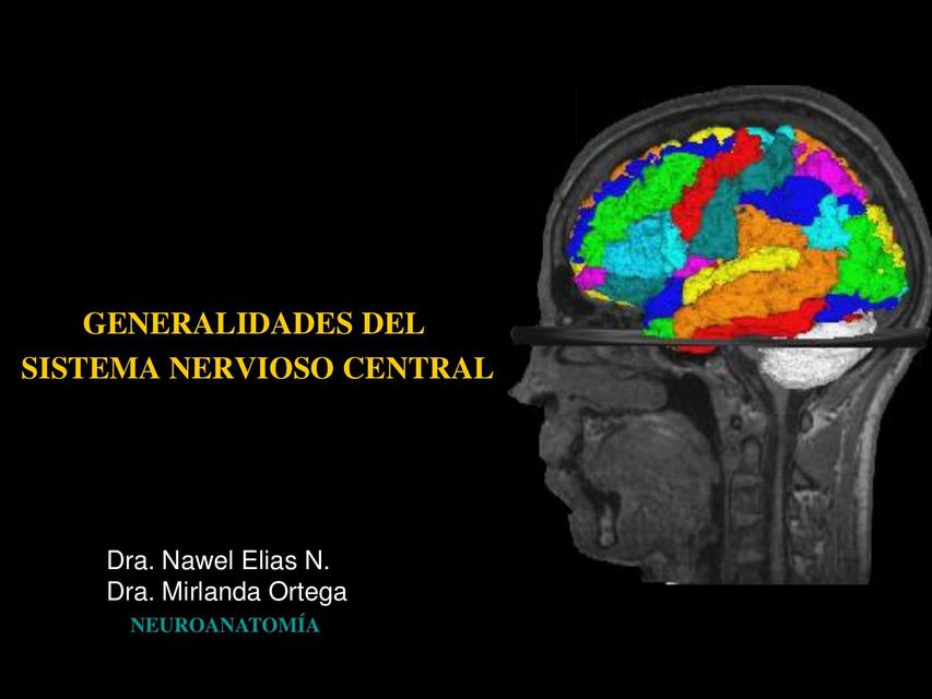 Generalidades del sistema nervioso central