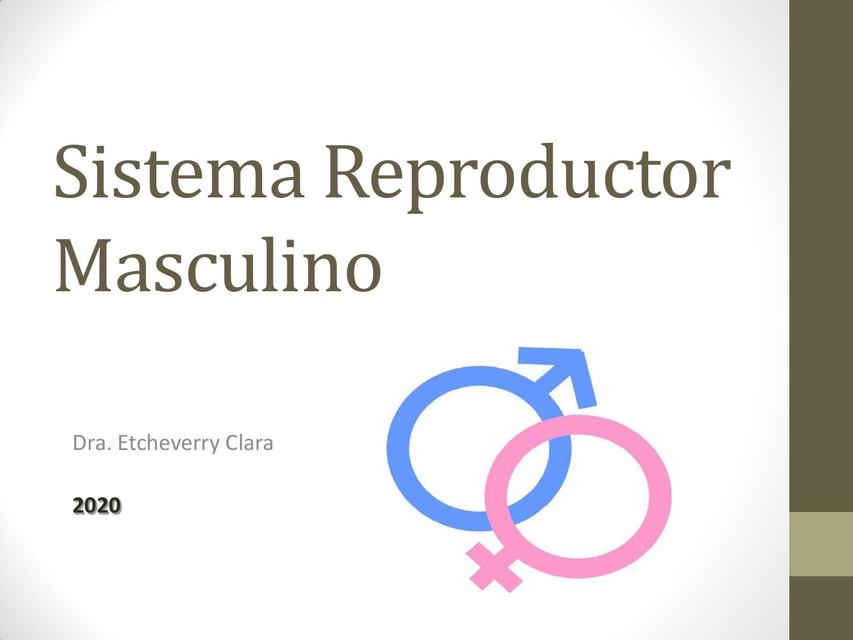 Sistema Reproductor Masculino