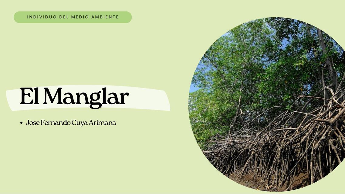 El Manglar Jose Fernando Cuya Arimana