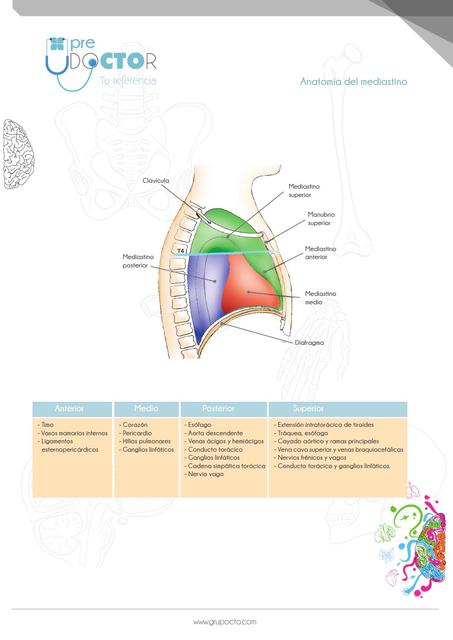 Anatomia del mediastino