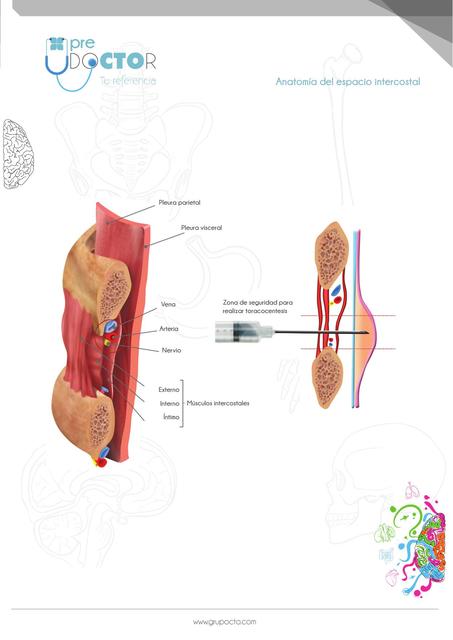 Anatomia del espacio intercostal