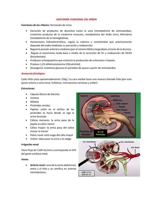 1 ANATOMÍA FUNCIONAL DEL RIÑON | anonimos 09986 | uDocz