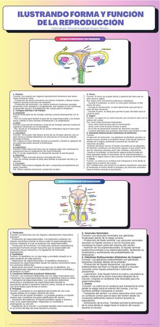 Aparato Genital