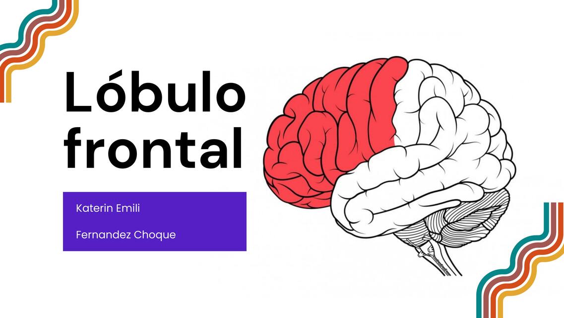 lobulo frontal downloadable pdf