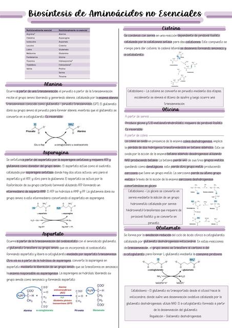 Biosíntesis de aminoácidos no esenciales