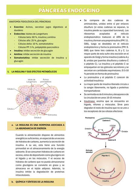 PÁNCREAS ENDOCRINO