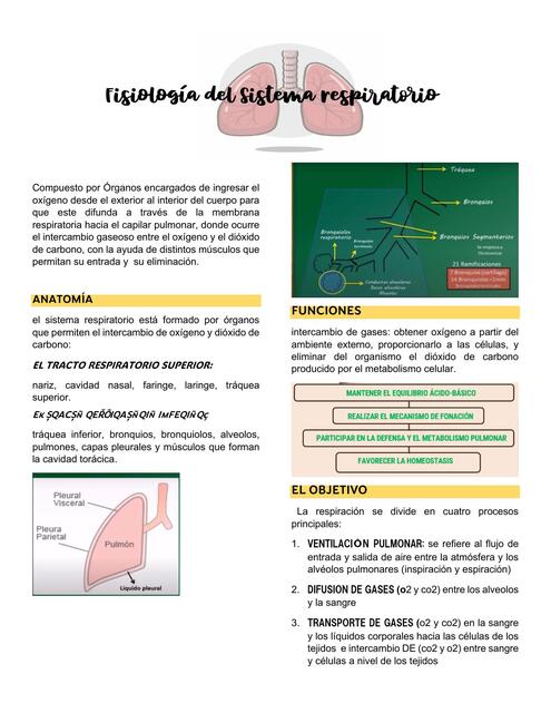 Fisiologia Respiratoria