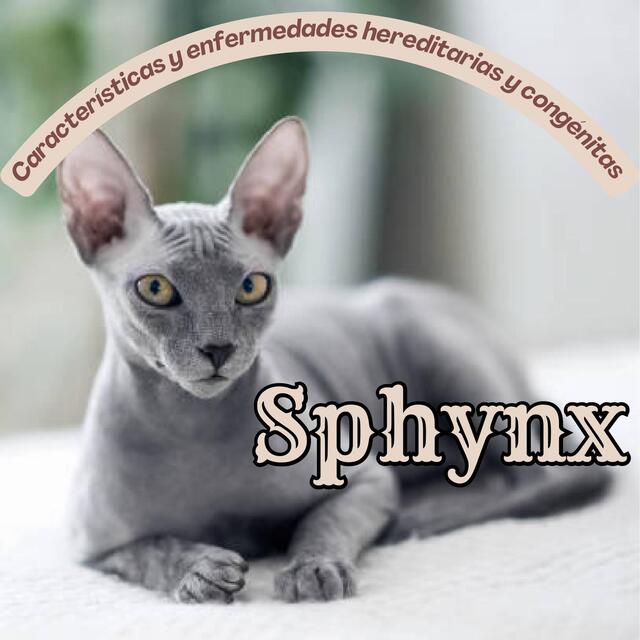 Características y enfermedades hereditarias y congénitas, raza de gato Sphynx