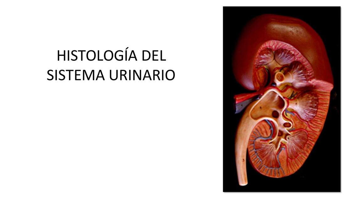 HISTOLOGIA DEL SISTEMA URINARIO