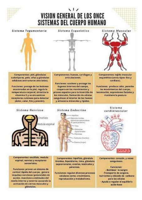 Visión General del Cuerpo Humano