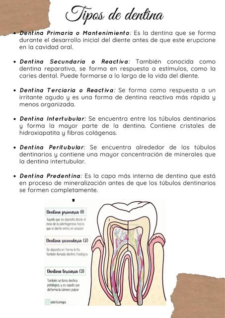 Tipos de dentina