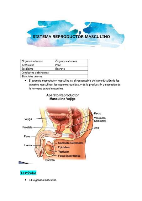 reproductor masculino  (histología)