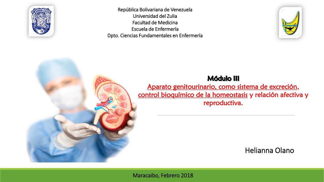 Anatomia del sistema renal