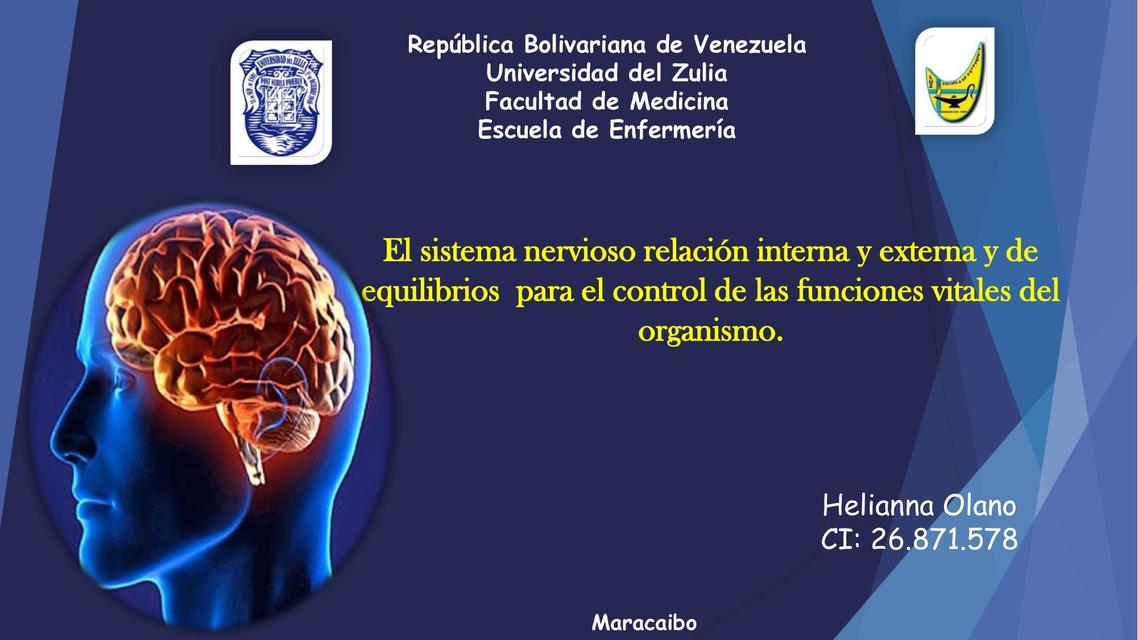 Anatomia del sistema nervioso central