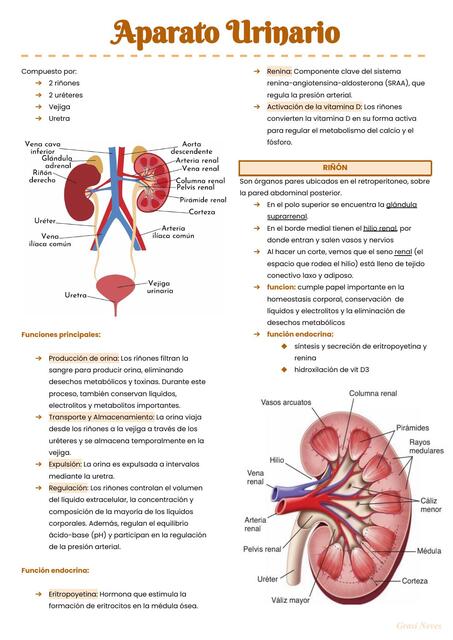 Aparato Urinário
