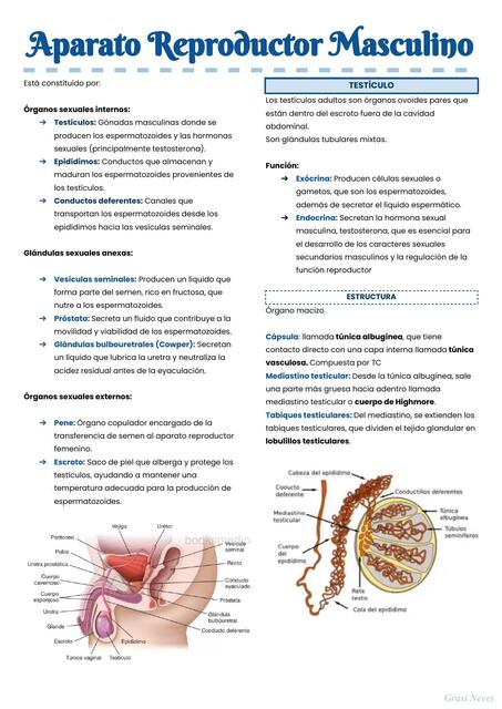 Aparato Reproductor Masculino