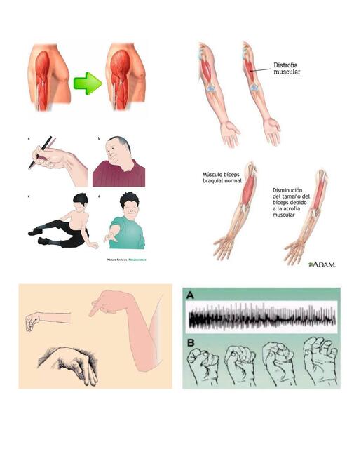 Fisiología