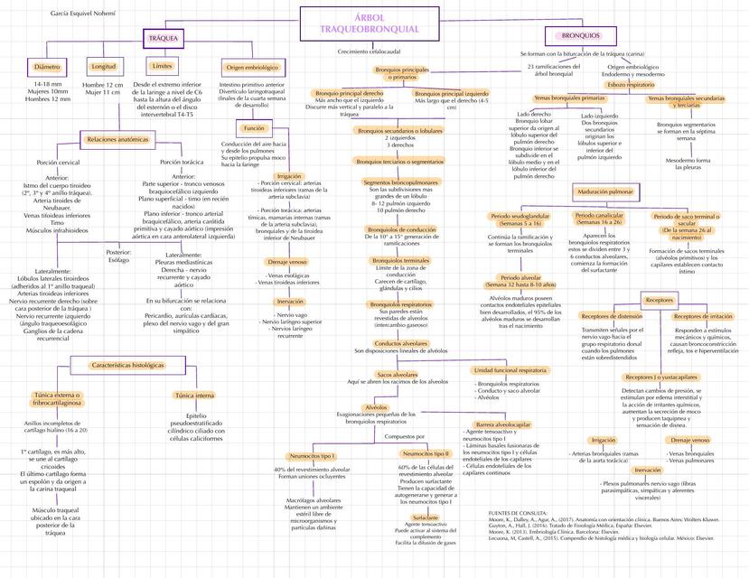 Árbol traqueobronquial