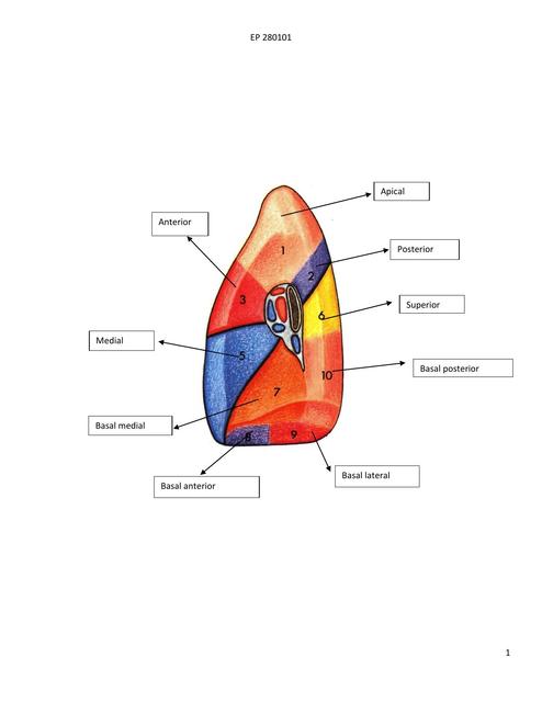 Morfología Pulmonar