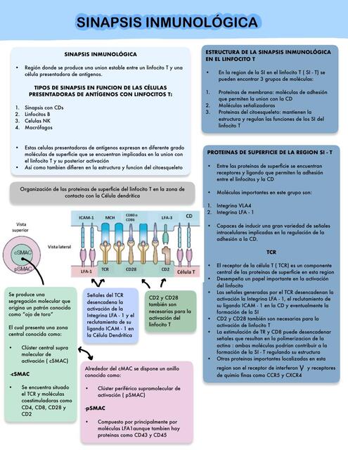 Sinapsis Inmunológica