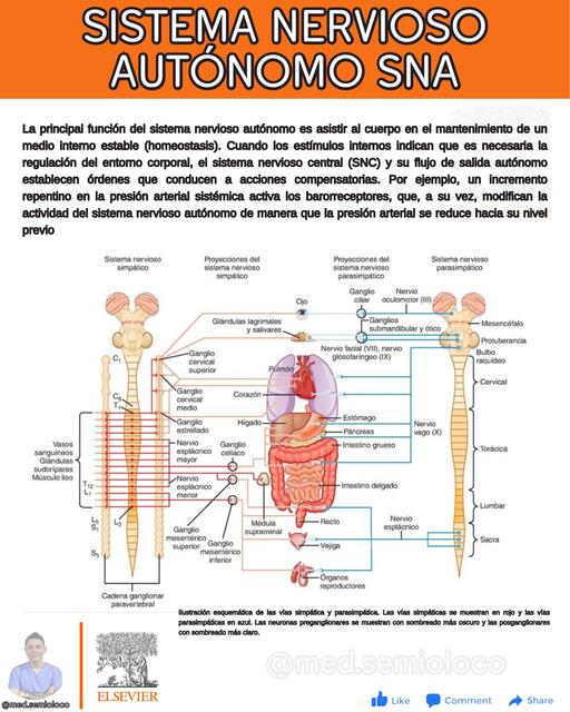 SISTEMA NERVIOSO AUTÓNOMO ELSEVIER