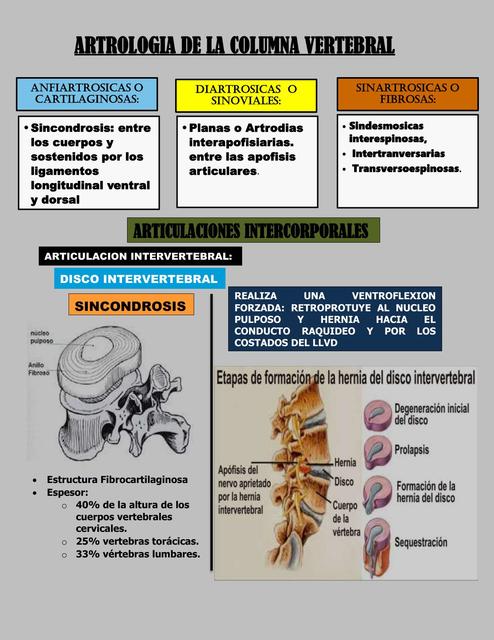 Articulacion intervertebral