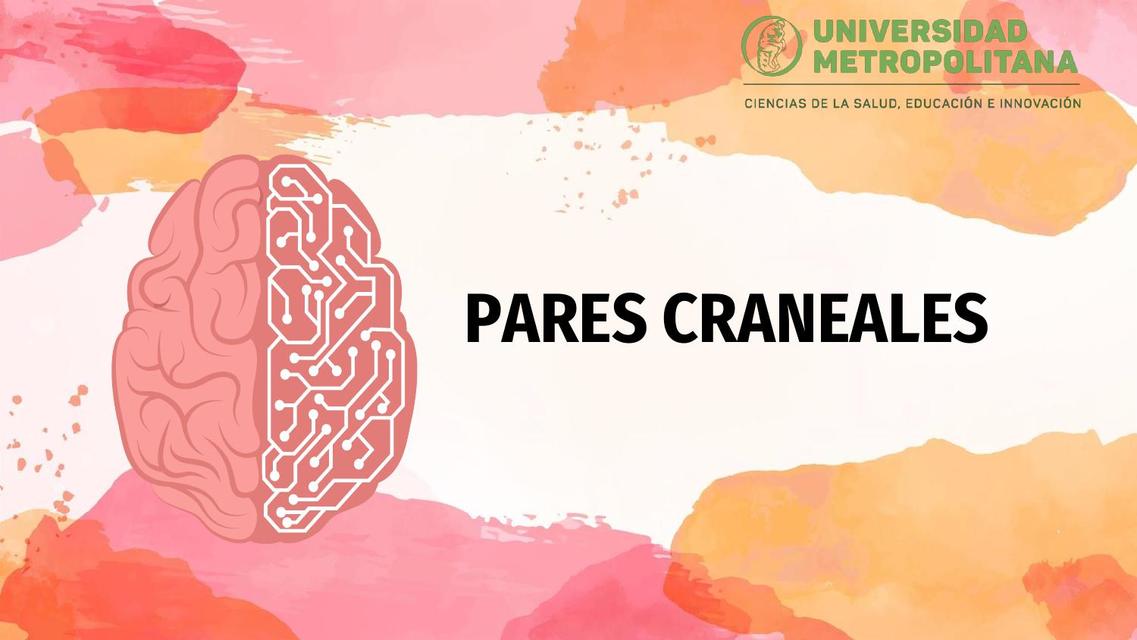 PARES CRANEALES ANATOMIA