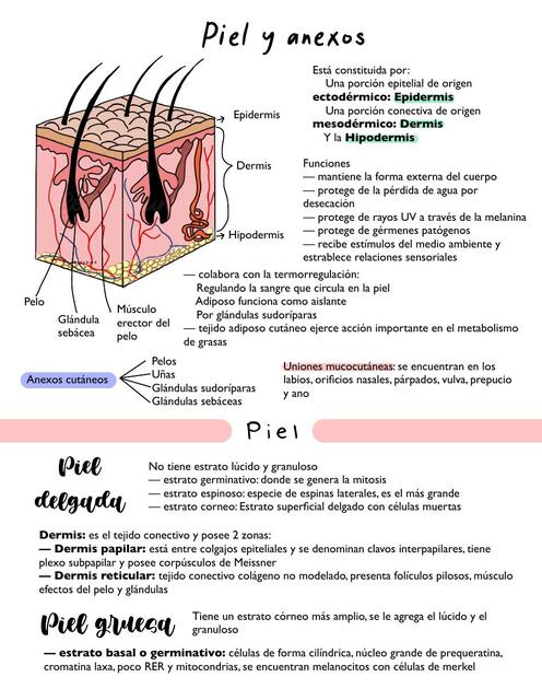 Piel y fanereos