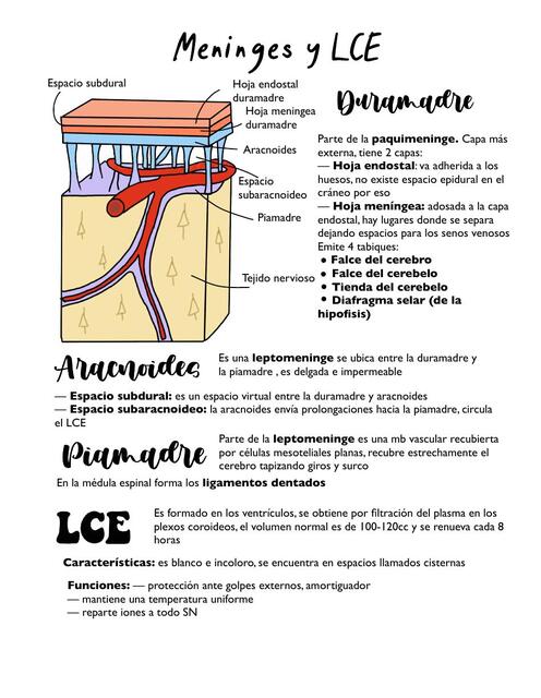 Meninges