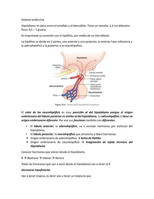 Sistema endocrino hormonas