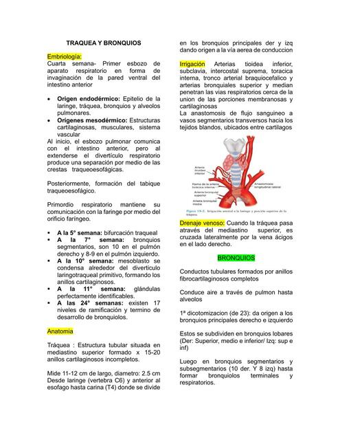 TRAQUEA Y BRONQUIOS