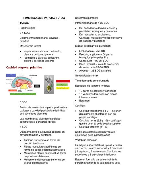 ANATOMIA TORAX