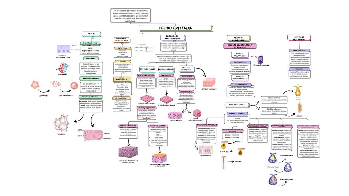 Tejido epitelial-Histologia