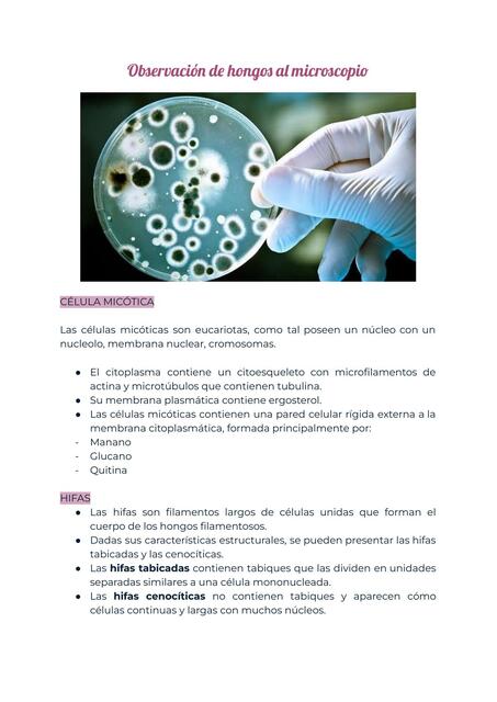 Observación de hongos al microscopio