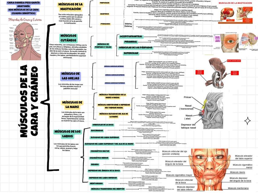 Músculos Del Cráneo Y De La Cara Carla Pech García Udocz