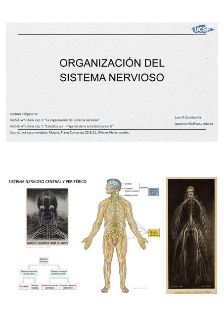 Slides Organización del sistema nervioso 719ef785a