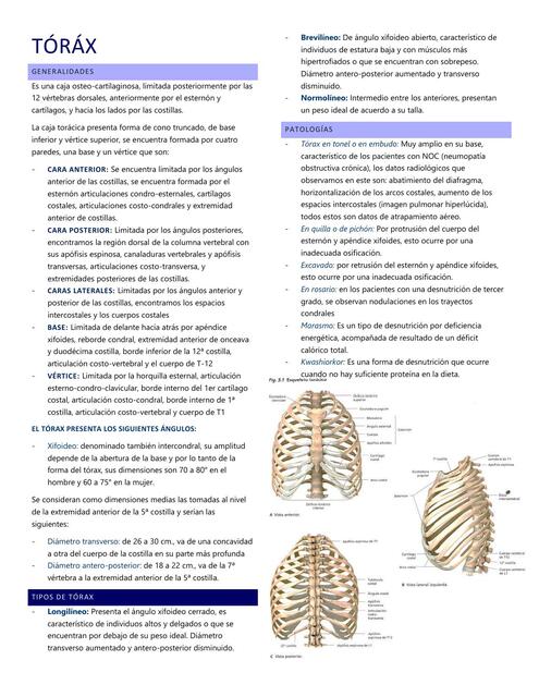 Toráx