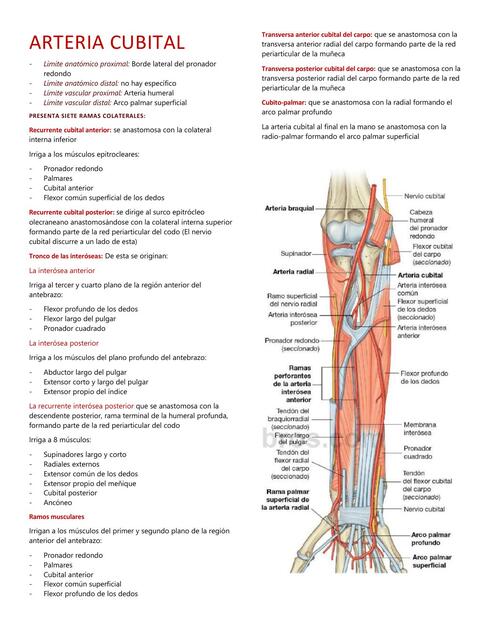 Arteria cubital