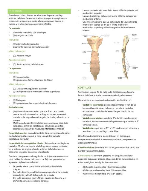 Esternón - Costillas - Vertebras