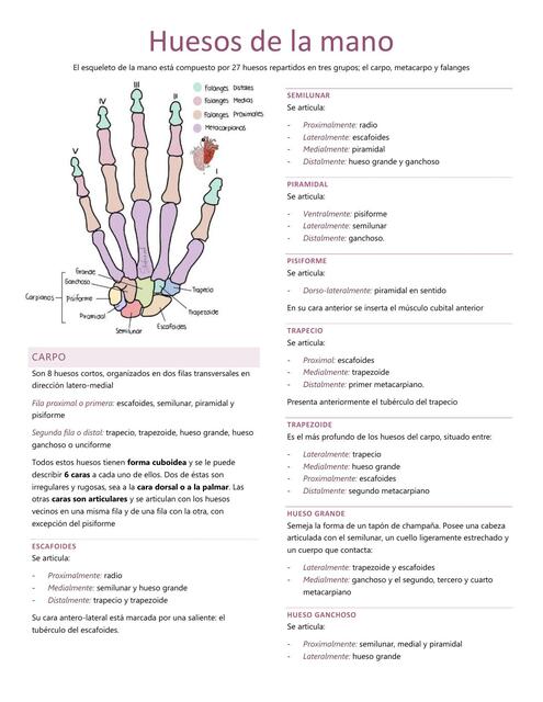 Huesos del carpo