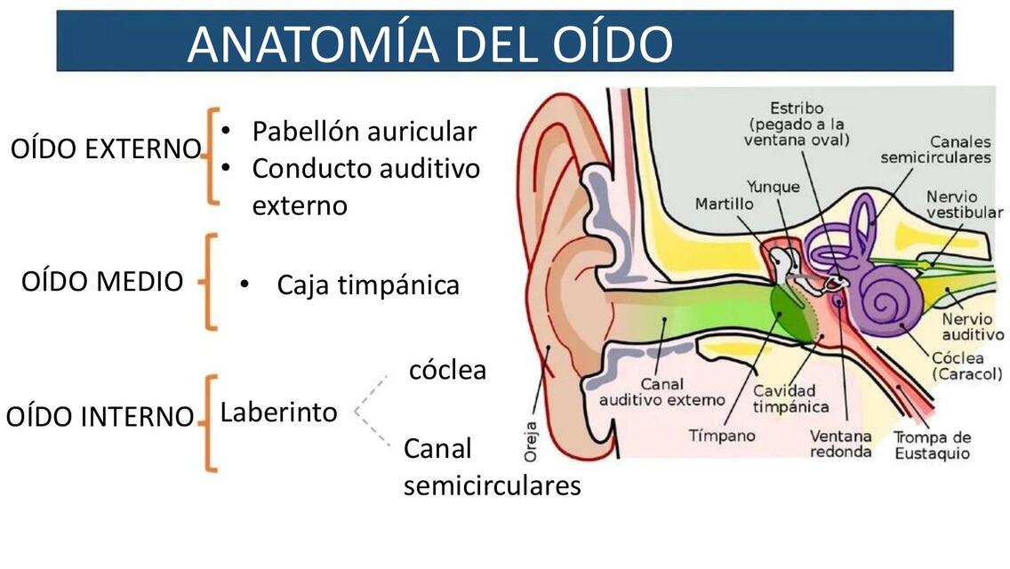 neoplasia de oido