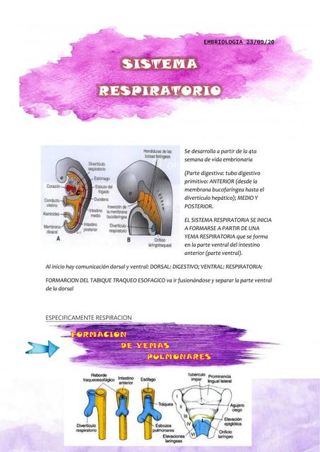 Sistema respiratorio