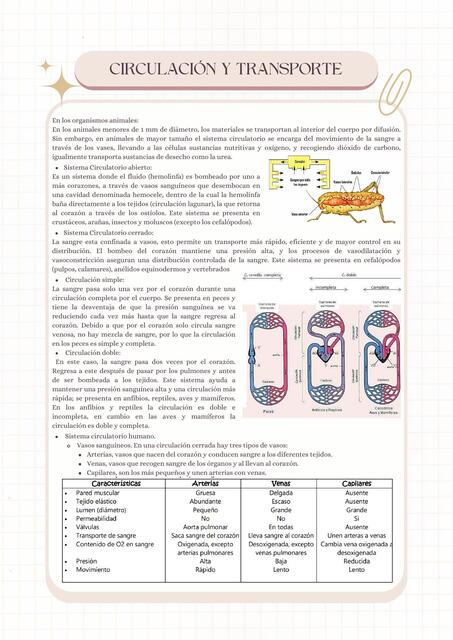 CIRCULACIÓN Y TRANSPORTE