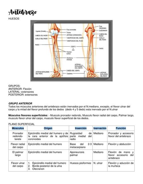 Antebrazo