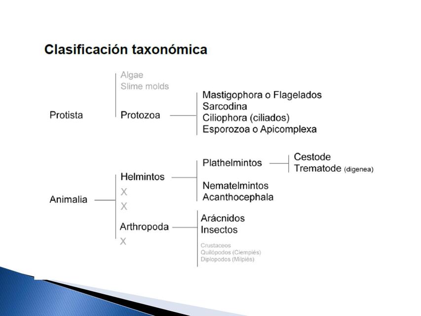 TPs Parasitologia