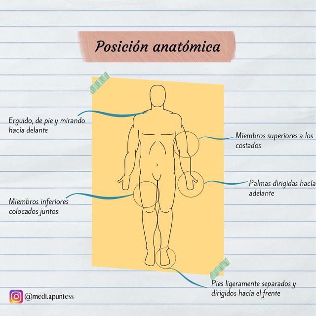 Anatomía, introducción